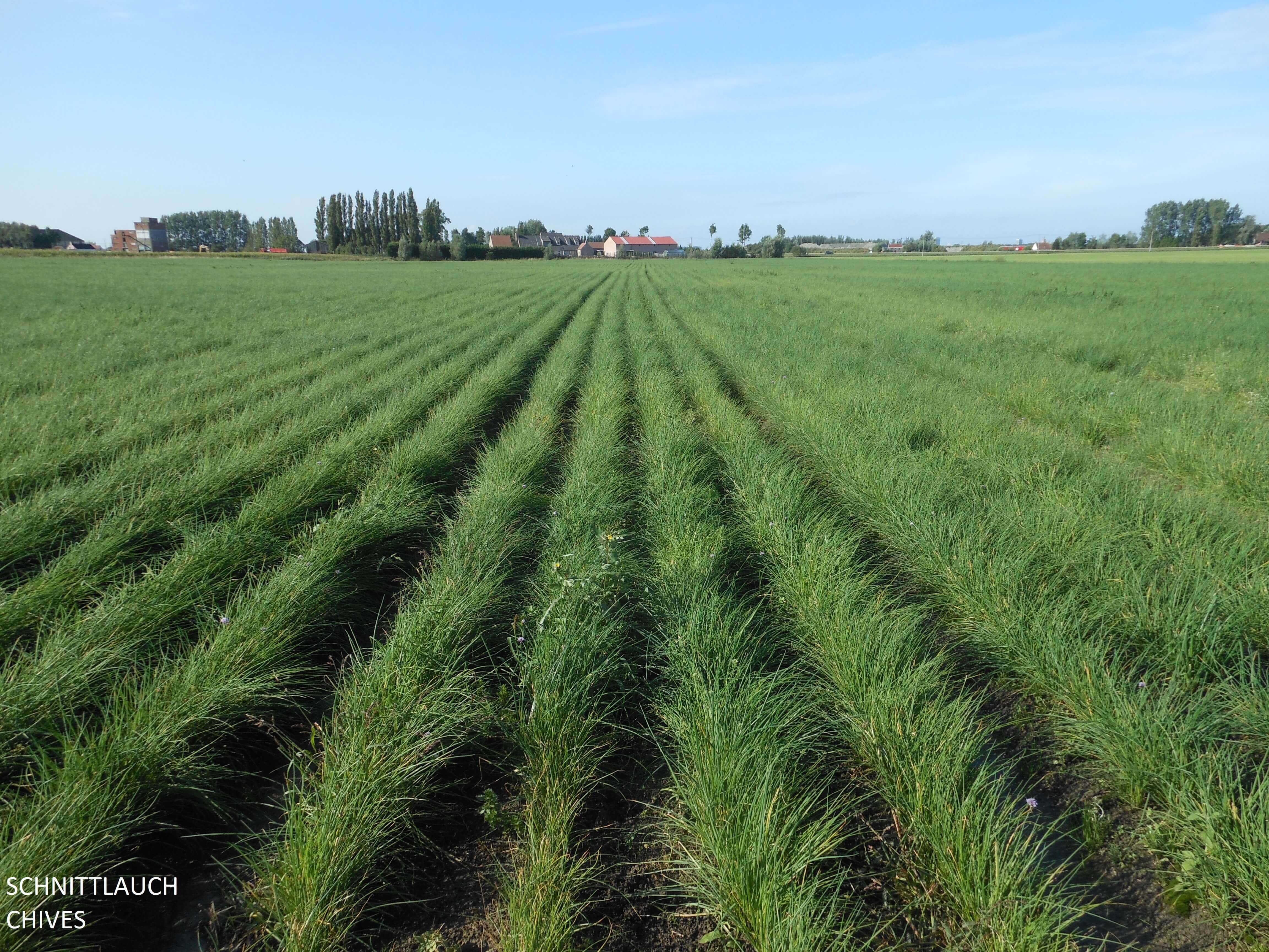 Field chives